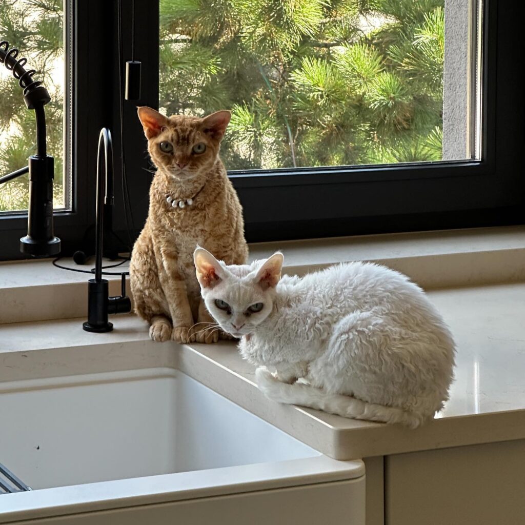 Two Cats Sitting on a Window Ledge with a View of Pine Trees Outside